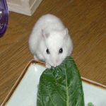 小松菜を食べるアイ