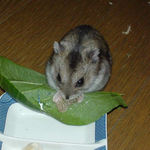 カンテンベジタブルを食べるユウキ