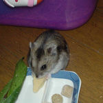 高野豆腐を食べるユウキ