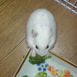 冷凍ブロッコリーを食べるアイ