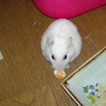 ハム用チーズを食べるアイ