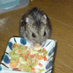 のんちゃんにもチーズ