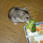 冷凍ブロッコリーを食べるユウキ