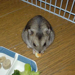 おこぼれのチーズです