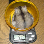 体重は少し増えました