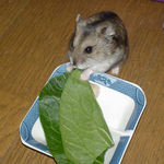 小松菜を食べるユウキ