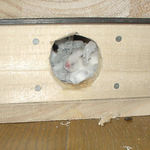 ようやく顔を見せたアイ