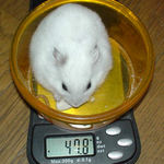 体重はちょっと増えてます