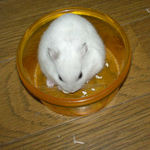 かぼちゃ種に夢中