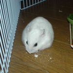 ちびっこクロワッサンを食べるアイ