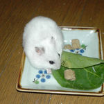 小松菜に齧りつくアイ