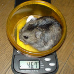 先週より体重が増えました