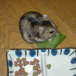 小松菜を食べるのんちゃん