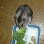 ブロッコリーに食いつくユウキ