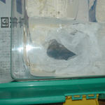 ティッシュに隠れているのんちゃん