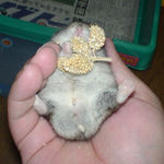 まさに腹出し。