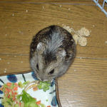 ブロッコリーが好き