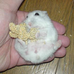 まだまだ食べています