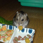 ペレット団子は気に入ってもらえました