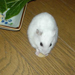 高野豆腐を食べているアイ