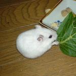 小松菜を食べるアイ