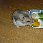 かぼちゃを食べるユウキ