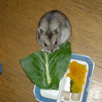 小松菜を食べるユウキ