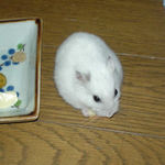 ハム用チーズを食べているアイ