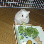 ブロッコリーを食べながらビックリ顔