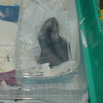 まだ、眠そうなのんちゃん