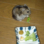 ブロッコリーを食べるのんちゃん