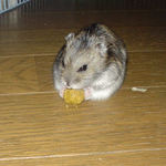 ペレット団子をいただくのんちゃん