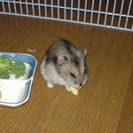 チーズを食べるユウキ