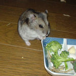 ブロッコリーを食べるユウキ