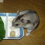 蒸鶏ささみを食べるユウキ