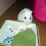 アイも男前豆腐を食べています