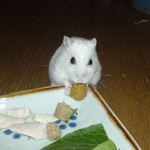 ペレット団子を食べるアイ