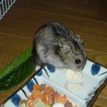 のんちゃんも男前豆腐は好き