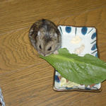 小松菜を食べるのんちゃん