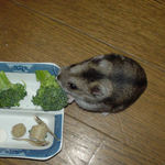 ブロッコリーに齧りつくユウキ