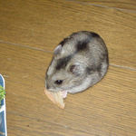 乾燥りんごチップを食べるユウキ