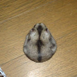 毛並みのいいユウキ