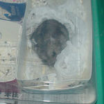 巣箱で休み中ののんちゃん