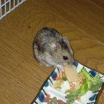 乾燥りんごチップをたべるのんちゃん