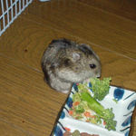 ブロッコリーを食べてるのんちゃん