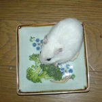 ブロッコリーを食べてるアイ