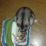 蕎麦の実に食いつくユウキ