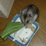 小松菜を食べているユウキ