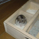 巣箱の中に居るユウキ