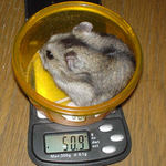 体重は若干減少